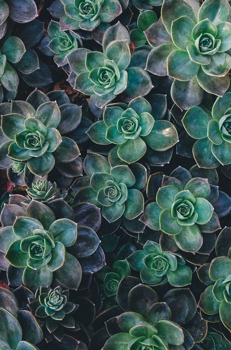 Succulent Variety